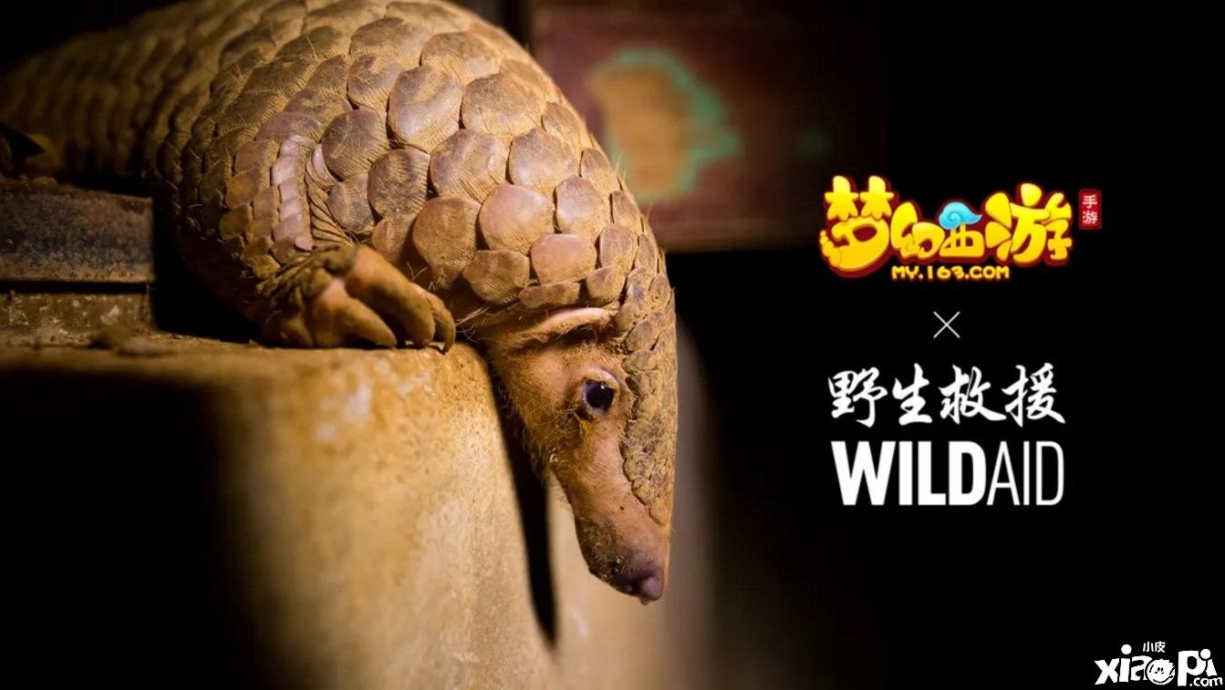 《梦幻西游》手游携手WildAid,打造野生动物保护新玩法