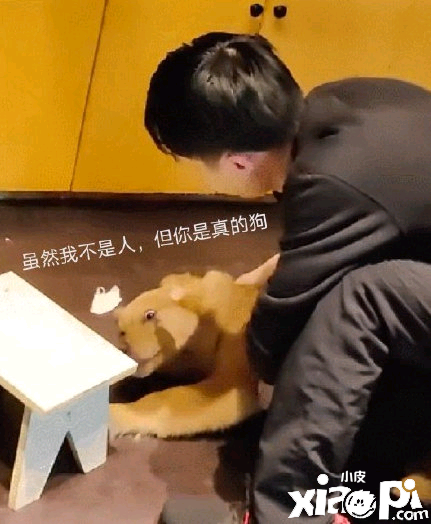 SMLZ复健成果大展示 小憩与金毛嬉戏身心俱健