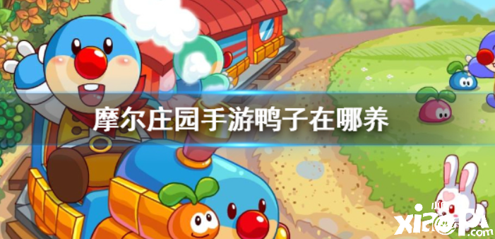 摩尔庄园 怎么养鸭子才比较好