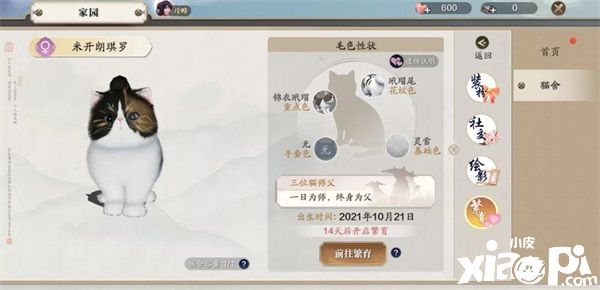 天涯明月刀:猫咪繁育功能即将上线啦!