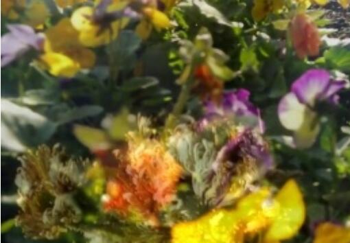 奇迹暖暖圆梦日本 花开绽放之旅