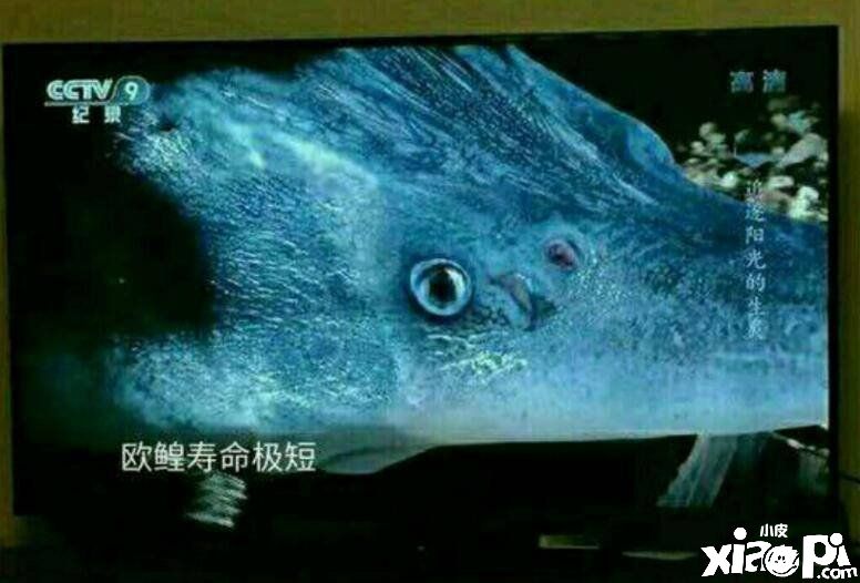 《剑网三》欧皇凌晨发帖一发10连 抽出了6件时装！
