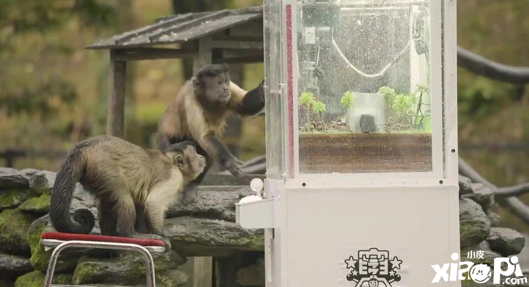 日本最新实验竟为了教猴子玩抓娃娃机！