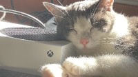 玩家晒自家猫猫睡大觉：把XSX当加热器 把XSS当枕头