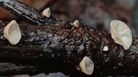 杭州发现一个全球新物种 命名为“天钟山泡头菌”