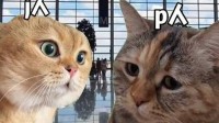 一入猫门深似海：为何猫meme席卷各大社媒平台？