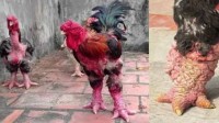 世界最贵的鸡：一对鸡腿最多能卖超万元 外形吓人