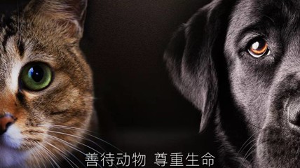 记者卧底虐杀宠物灰色产业链一个虐杀视频售价上百元