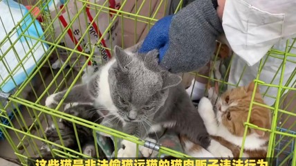 广东500余只猫被丢弃仅有300存活 急需物资和志愿者