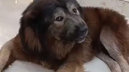 世界上最贵的狗卖出570万美元 狼和牧羊犬杂交犬种