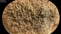 美国火星车发现诡异怪石：似有东西破壳而出