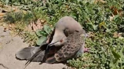 鸟类感染病毒后脖子扭转180度 专家提醒千万别去摸！