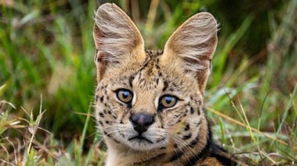 俄国夫妇网上卖美洲狮被捕 牵出全球猫科黑市走私网
