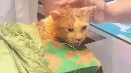掉进火锅的小猫已离世 涉事店铺变“网红”