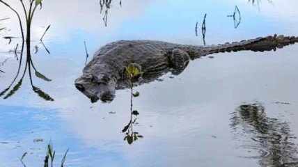 飞机迫降沼泽 乘客被困36小时：鳄鱼整晚盯着我们！