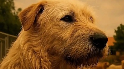 主人说“狗王”不是贵州下司犬 是正宗北方土狗