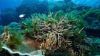 珊瑚大规模死亡 昭示着地球首破气候“临界点”