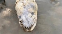 英国海边出现巨型海怪 居民称像外星生物:真相曝光