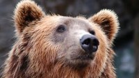 日本一只熊入侵多家果园吃苹果 铁栅栏电围栏都没挡住