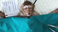 泰国63岁老人家中遭野生猕猴攻击 被咬几十口身亡