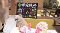 海底捞“为狗庆生”引争议 门店回应：独立就餐区