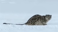 咬伤女游客后 肇事雪豹又咬死35只羊 终于被捉