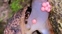 近期福寿螺大量冒出：寄生虫多达6000条 千万别吃！