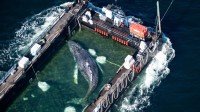 富豪花150万欧拯救的搁浅鲸鱼 已确认死亡