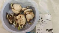 盒马误将水仙当百合配送致顾客中毒 没收19.8罚款198